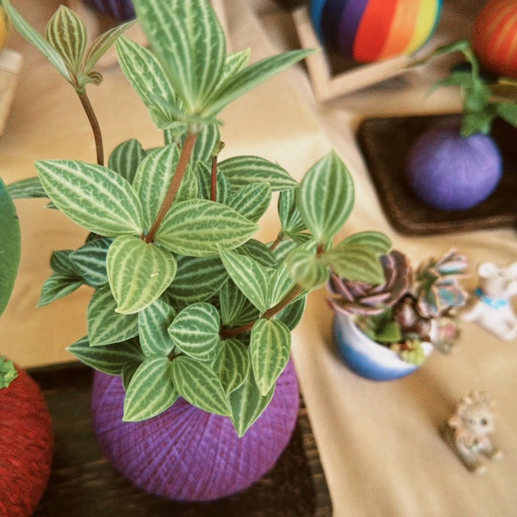 園藝七植驗室-苔丸室內植物展售/本丸苔球&多肉組盆代工 作品