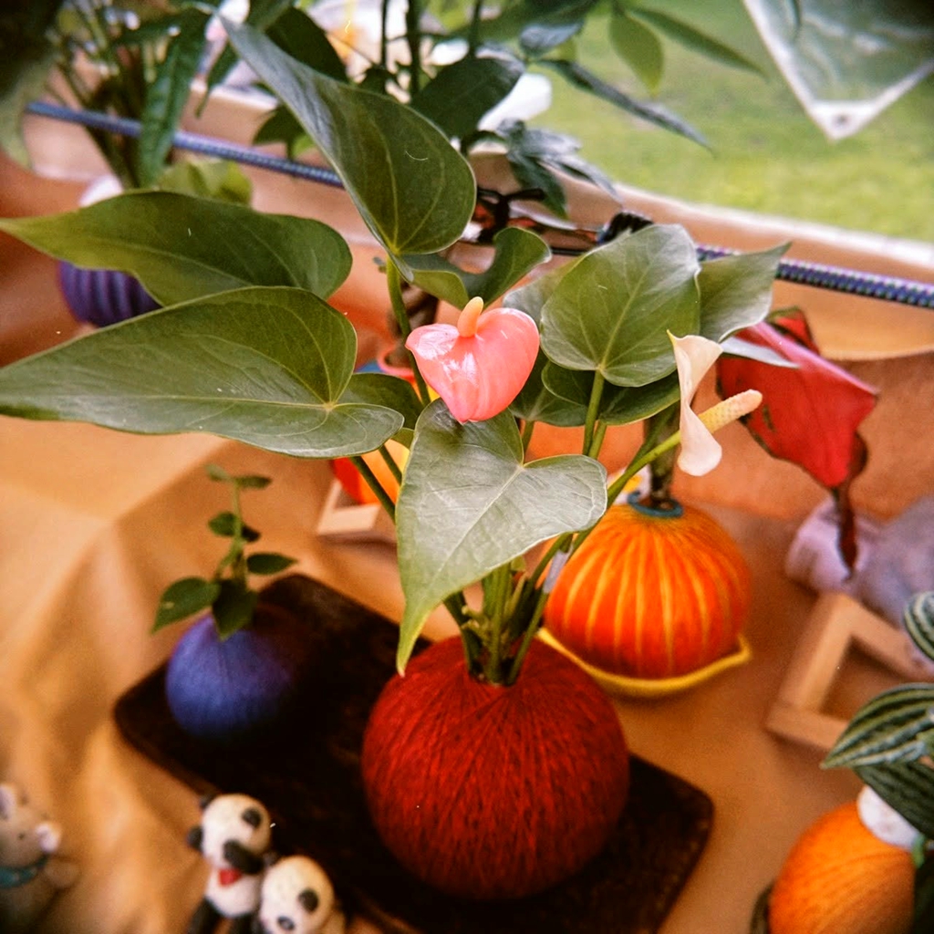 園藝七植驗室-苔丸室內植物展售/本丸苔球&多肉組盆代工 作品