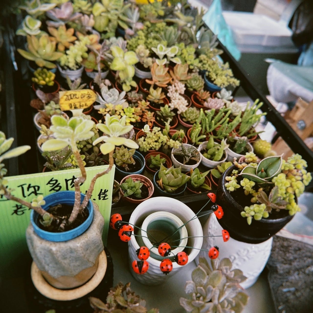 園藝七植驗室-苔丸室內植物展售/本丸苔球&多肉組盆代工 作品