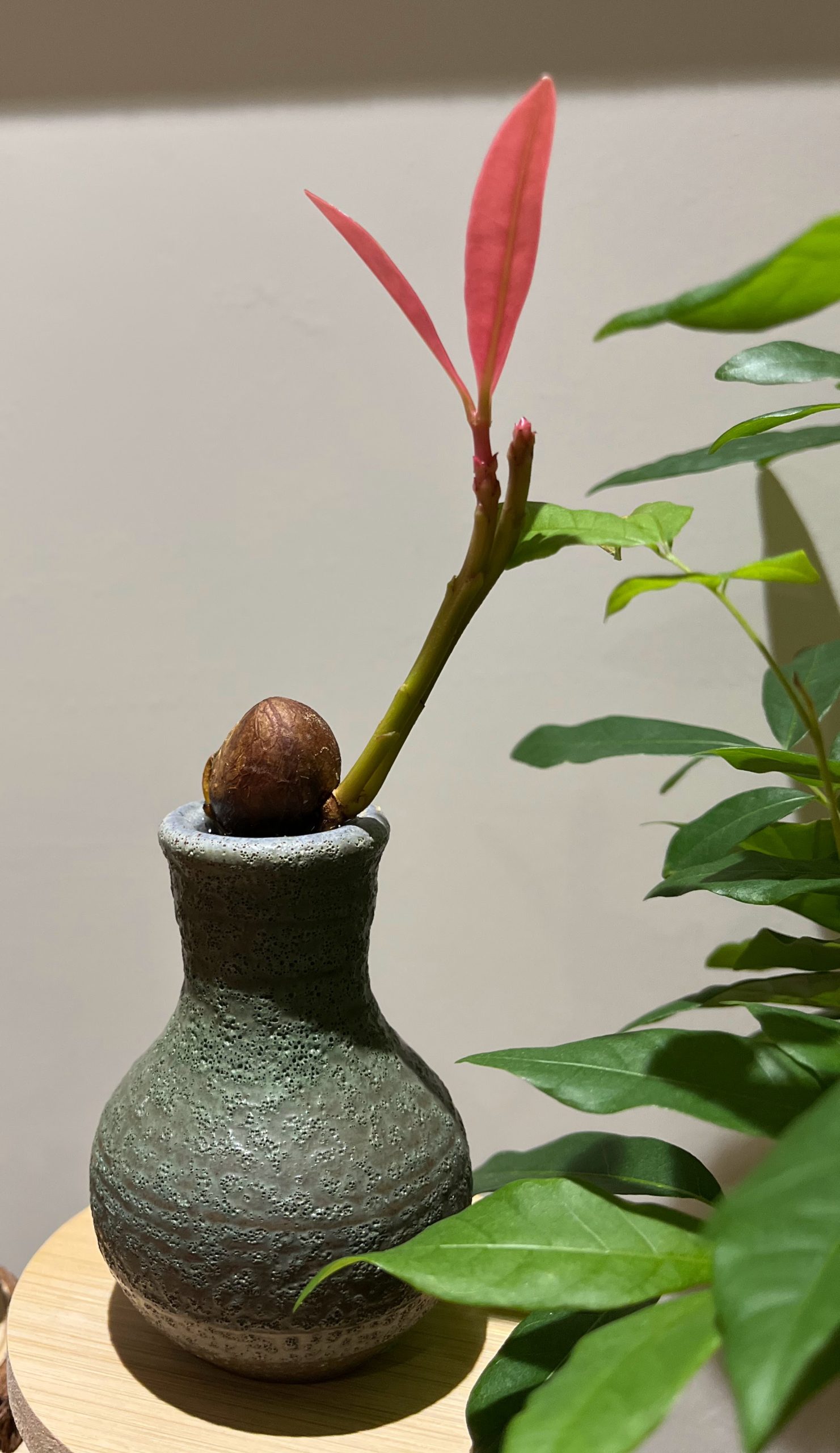 奇芽籽Kyaz 作品